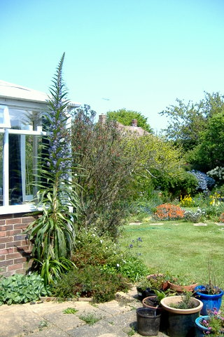 Garden photo.