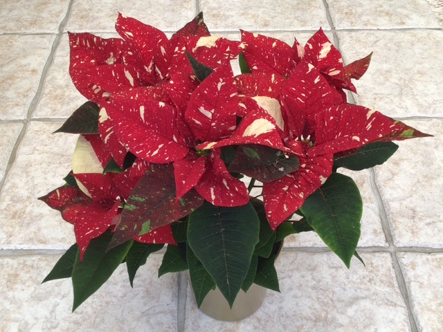 Photograph of poinsettia with dark red and white bracts.