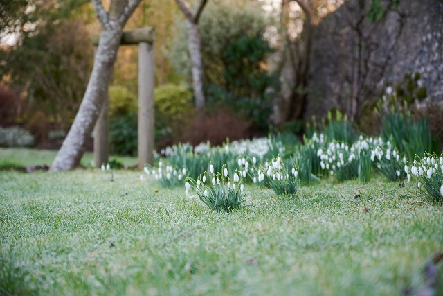 Old Vic snowdrops.