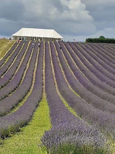 A field of lavender.