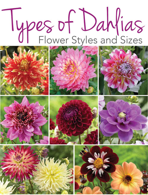 Types of Dahlias.