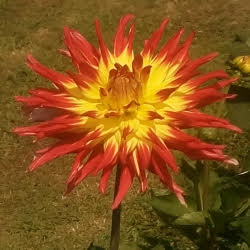 Photo of a red and yellow dahlia.