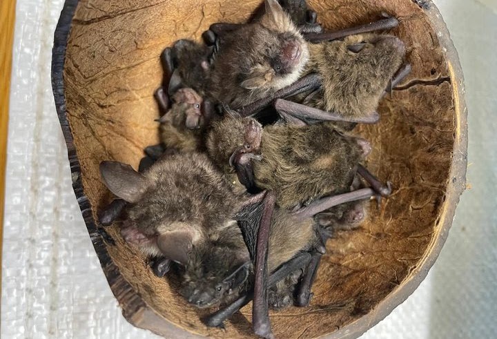 Photograph of several small bats clustered in what appears to be half a coconut shell.