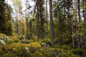 Photo of forest trees.