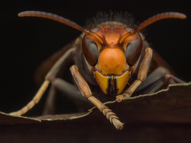 Close up photo of Asian hornet head.