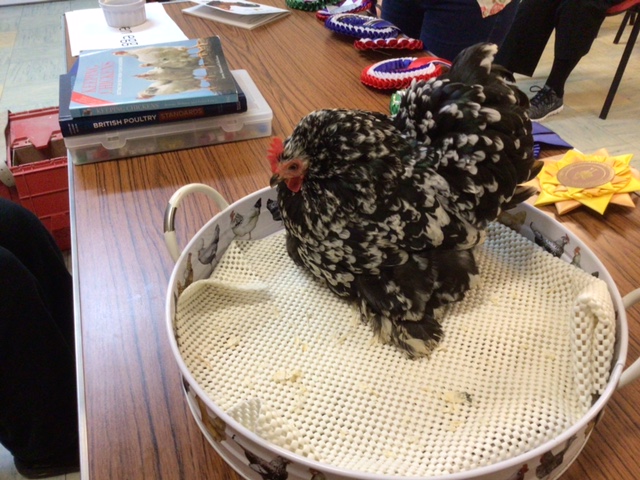 Photo of Poppy the bantam chicken with her food.