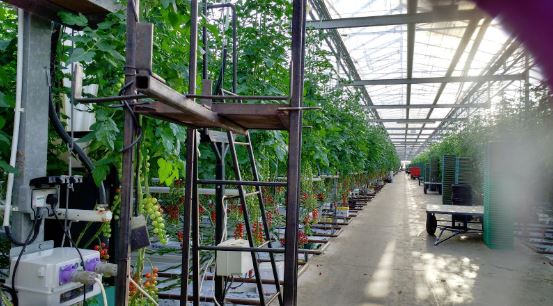 Eric Wall Tomatoes greenhouse.