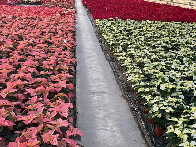 Photograph of greenhouse full of pink and white pointsettias