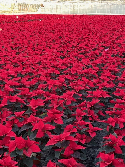 Photograph of greenhouse brimming with red pointsettias.
