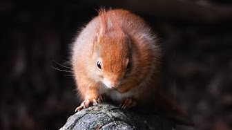 Photograph of a red squirrel.