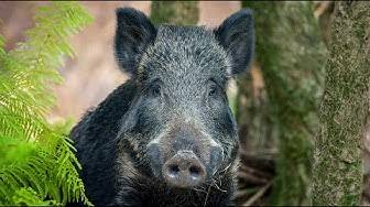 Photograph of a wild boar.