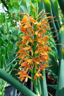 Hedychium flower.