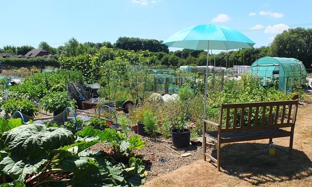 Photograph of an allotmenr.